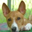 Basenji4Me