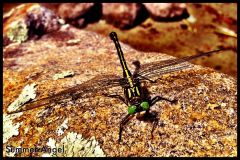 Big Honkin' Dragonfly