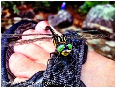 Dragonfly Podiatry
