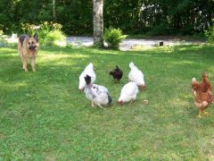 Ouzo guarding the flock