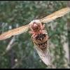 Cicada Killer