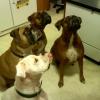boxerloverto4