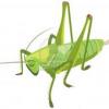 grasshopper SCHLU